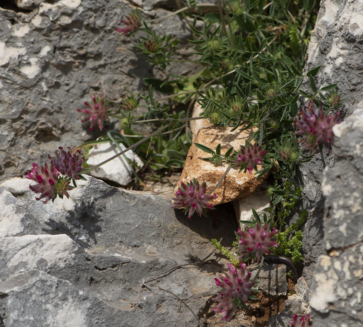 an Felsen